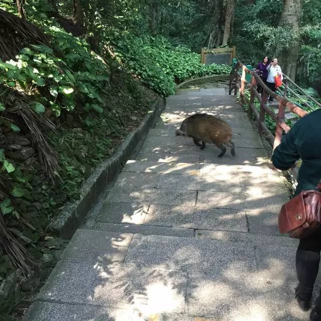 深圳梧桐山上野猪出没……远离！别喂！