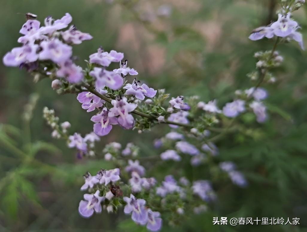 荆花的美丽与象征意义