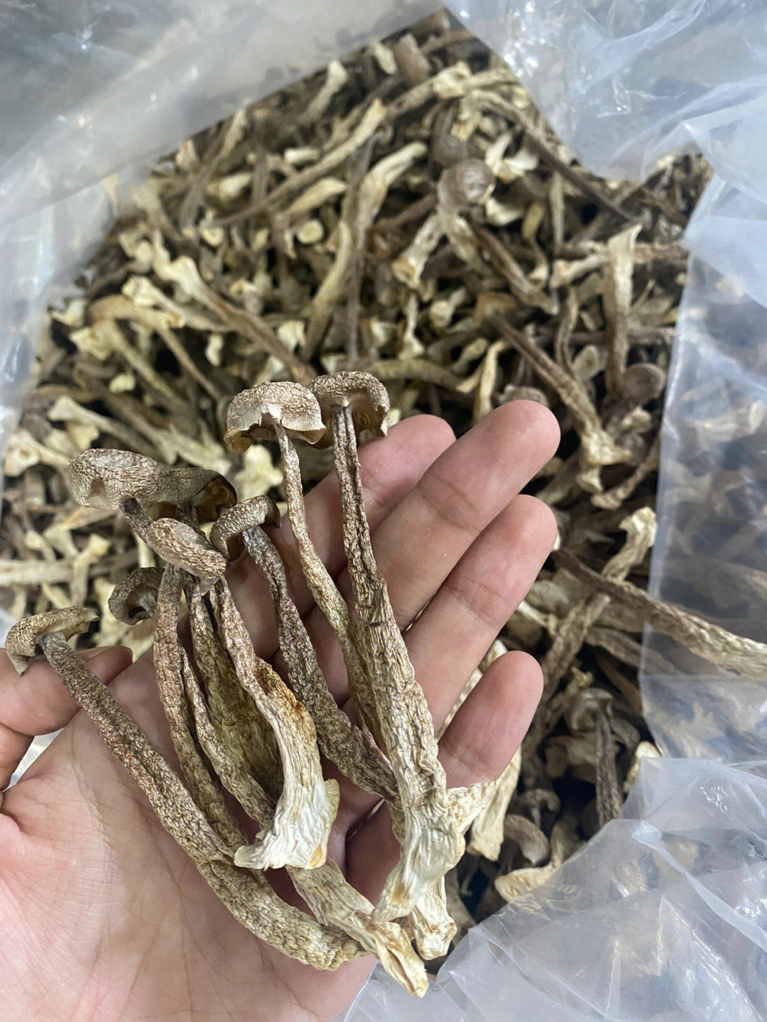 鹿茸菇，自然之宝，健康美味的首选