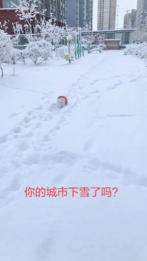 我的家乡雪纷飞