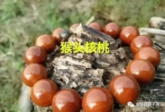 紫金鼠，神秘传奇的象征